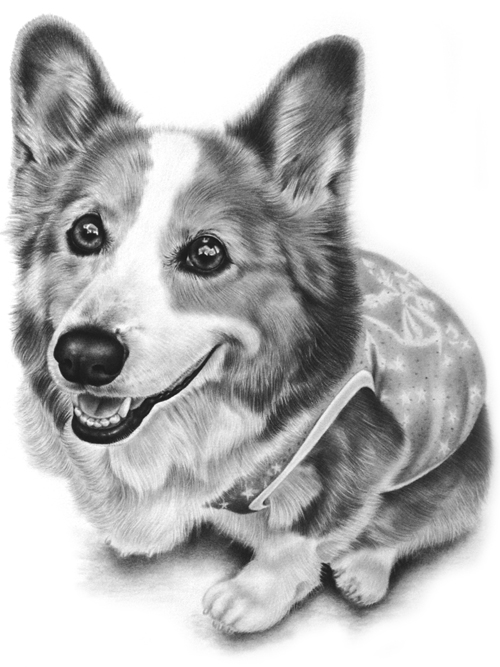 コーギー犬のの肖像画