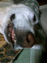 面白顔の爆睡ラブラドール犬