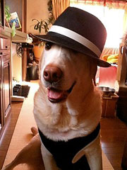 素敵な帽子のラブラドール犬２