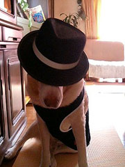 素敵な帽子のラブラドール犬