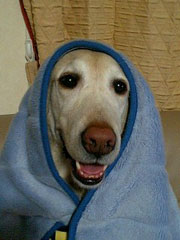毛布をかぶる犬