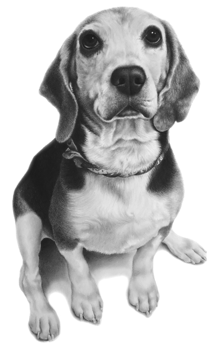 ペットロス、ビーグル犬の肖像画