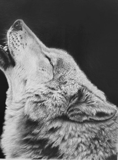 鉛筆画受講生の作品オオカミ