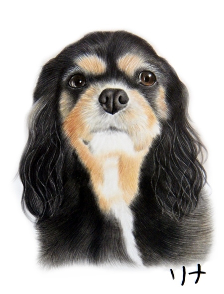 愛犬の絵をリアルにお描きしています。