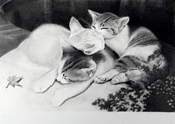 猫の鉛筆画
