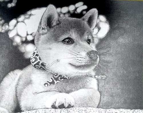 柴犬の鉛筆画
