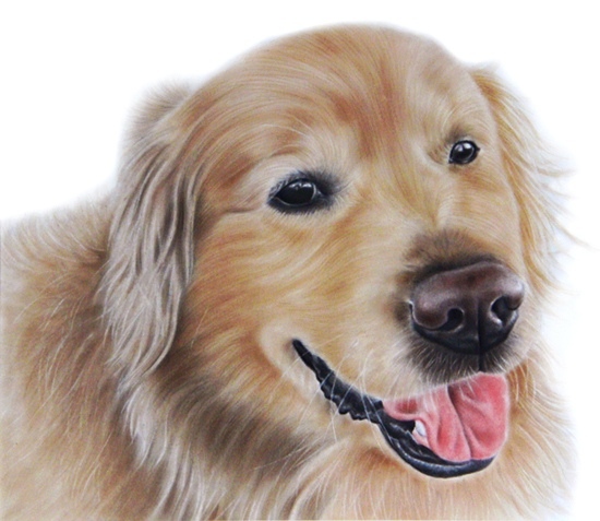 ゴールデンレトリバー　愛犬の絵